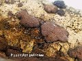 Hypoxylon petriniae-amf67
